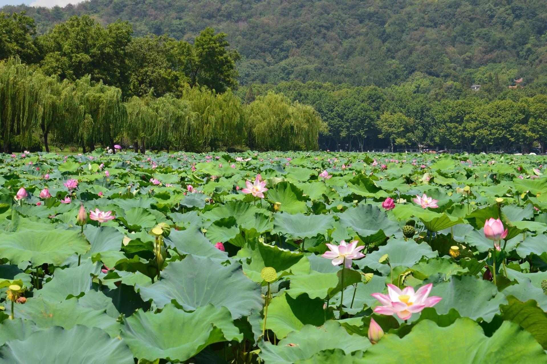 Nost Algia S Hotel In The West Lake Scenic Area-,Lingyin Temple, Leifeng Tower, Children'S Playground, Free Night Snack, Free Laundry, English Communication Well, Free Travel Advice 杭州 エクステリア 写真